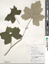 Rubus clinocephalus image