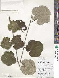 Rubus feddei image