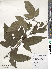 Rubus glabricarpus image