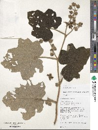 Rubus alceifolius image