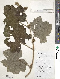 Rubus alceifolius image