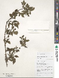 Rubus rosifolius image