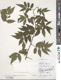 Rubus rosifolius image