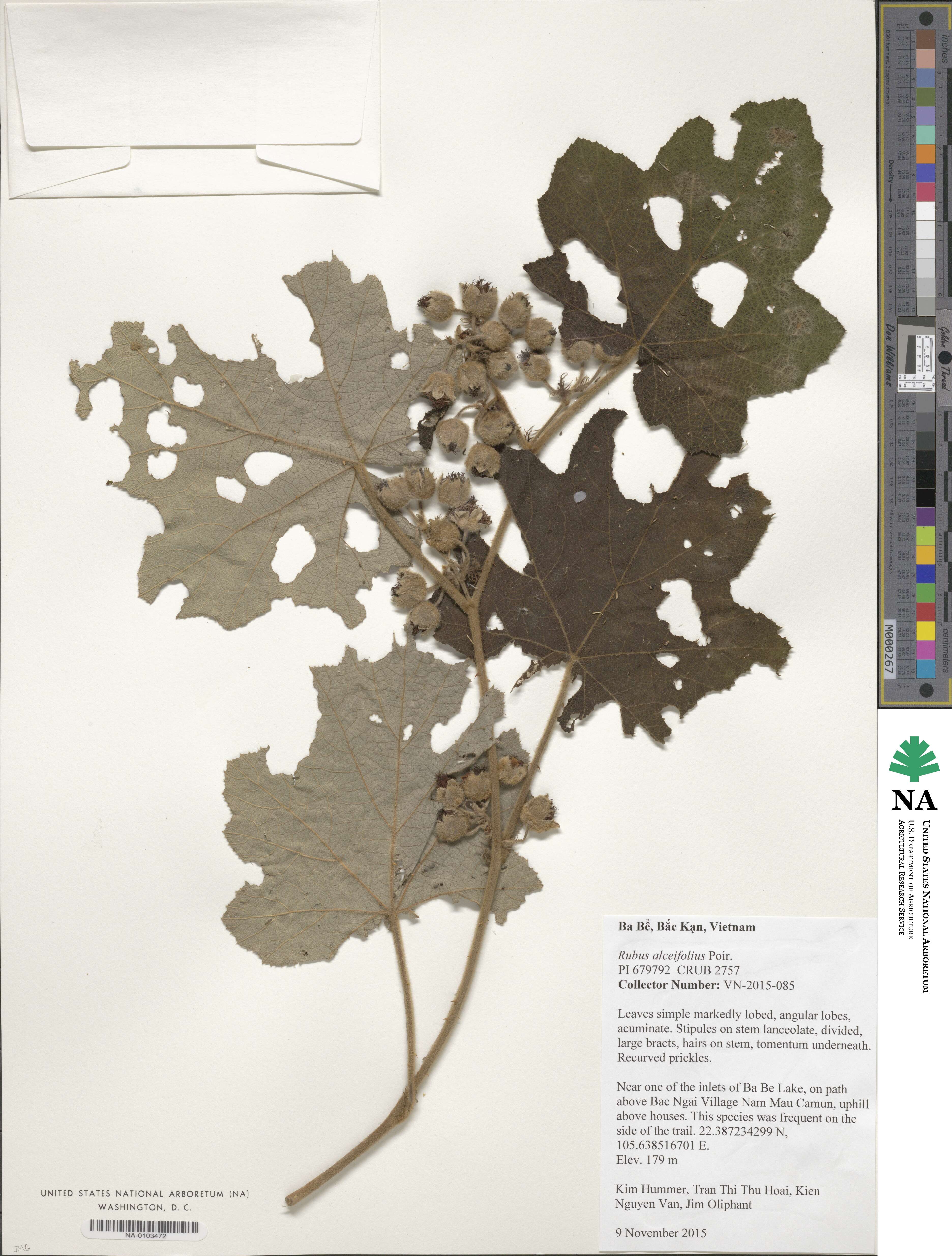 Rubus alceifolius image