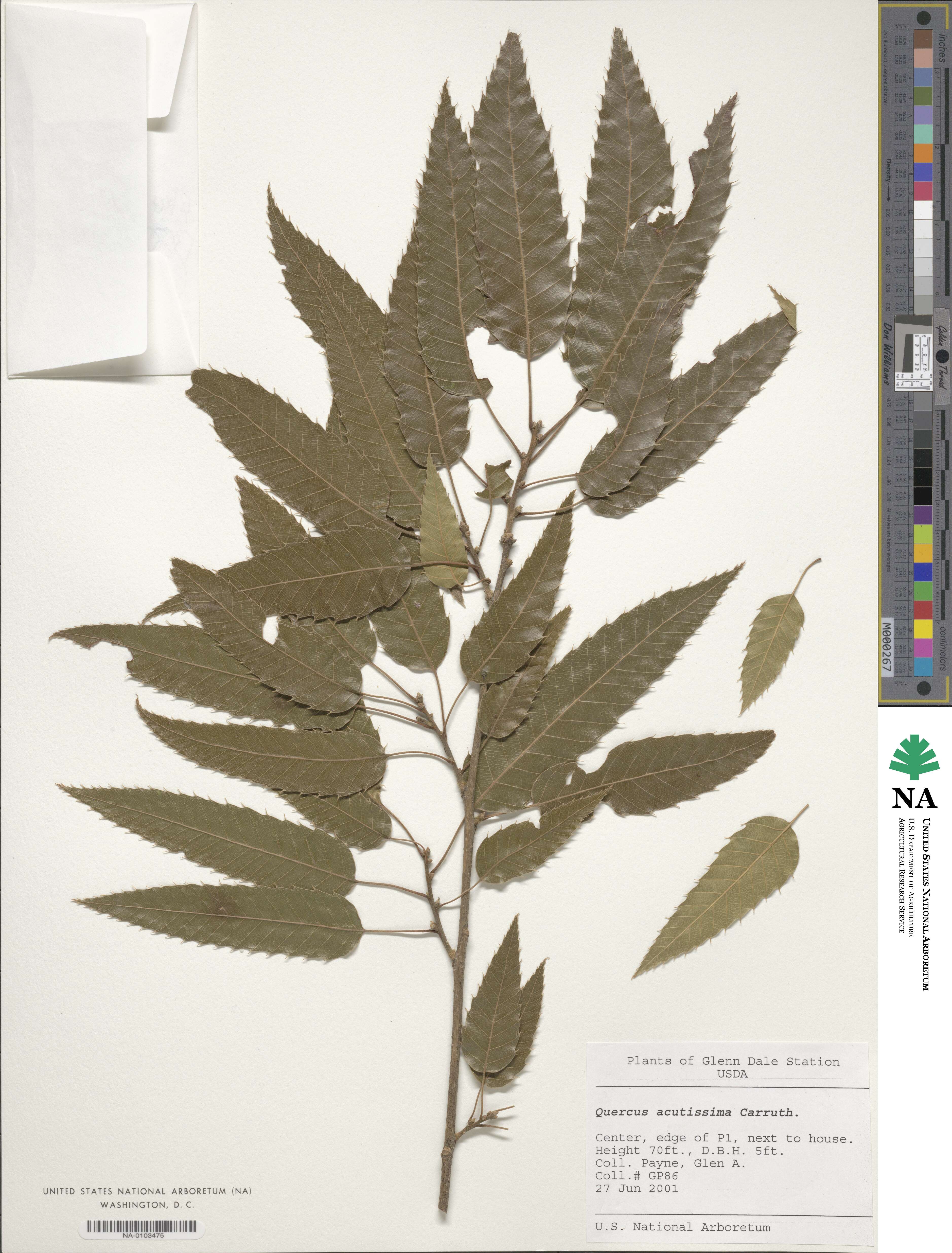 Quercus acutissima image