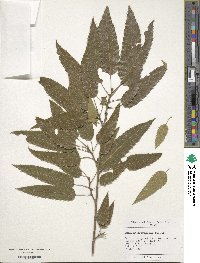 Quercus acutissima image