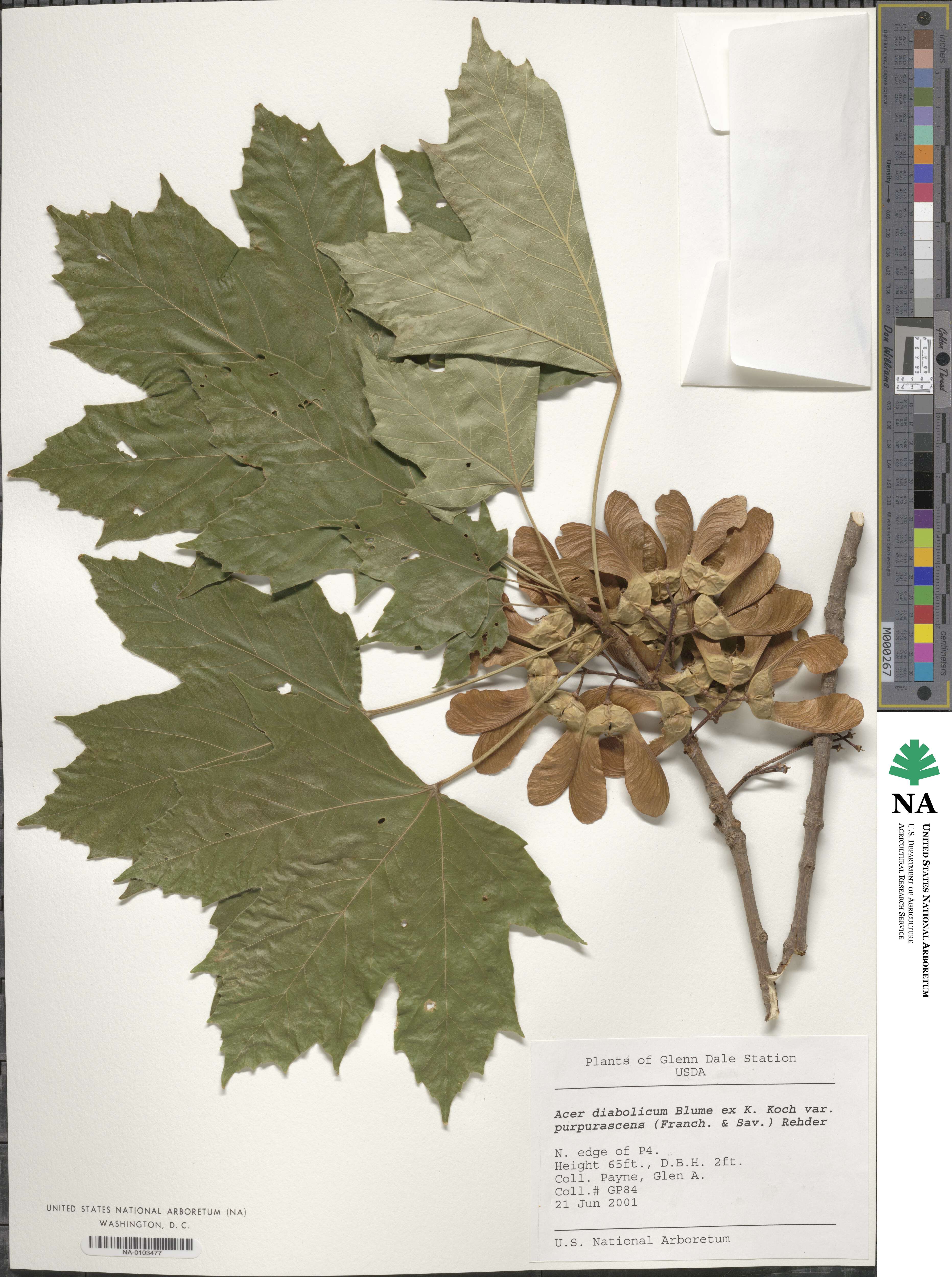 Acer diabolicum image