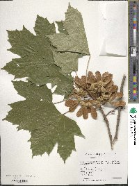 Acer diabolicum image