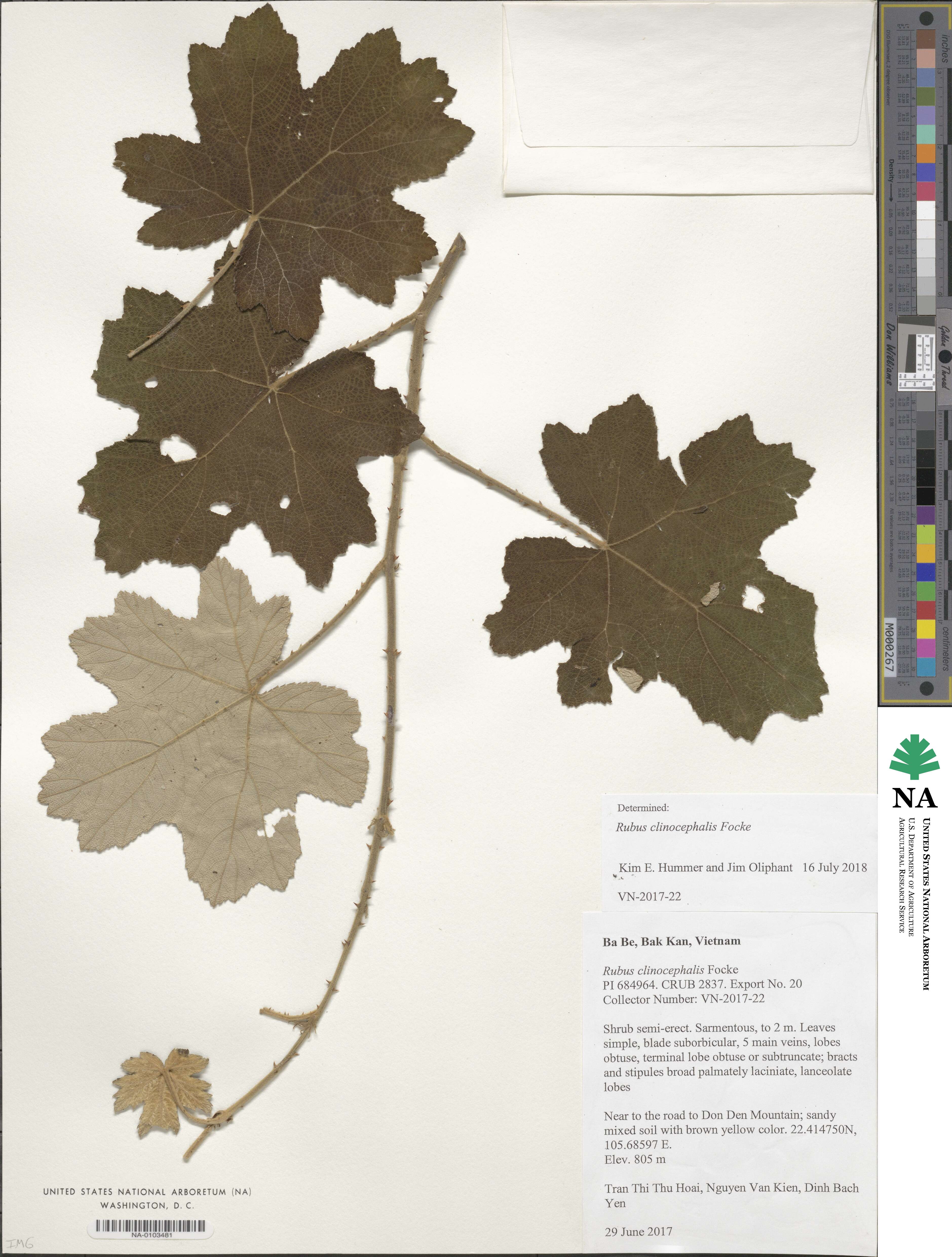 Rubus clinocephalus image