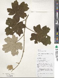 Rubus clinocephalus image