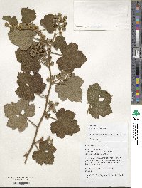 Rubus alceifolius image