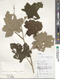 Rubus alceifolius image