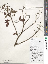 Rubus sumatranus image