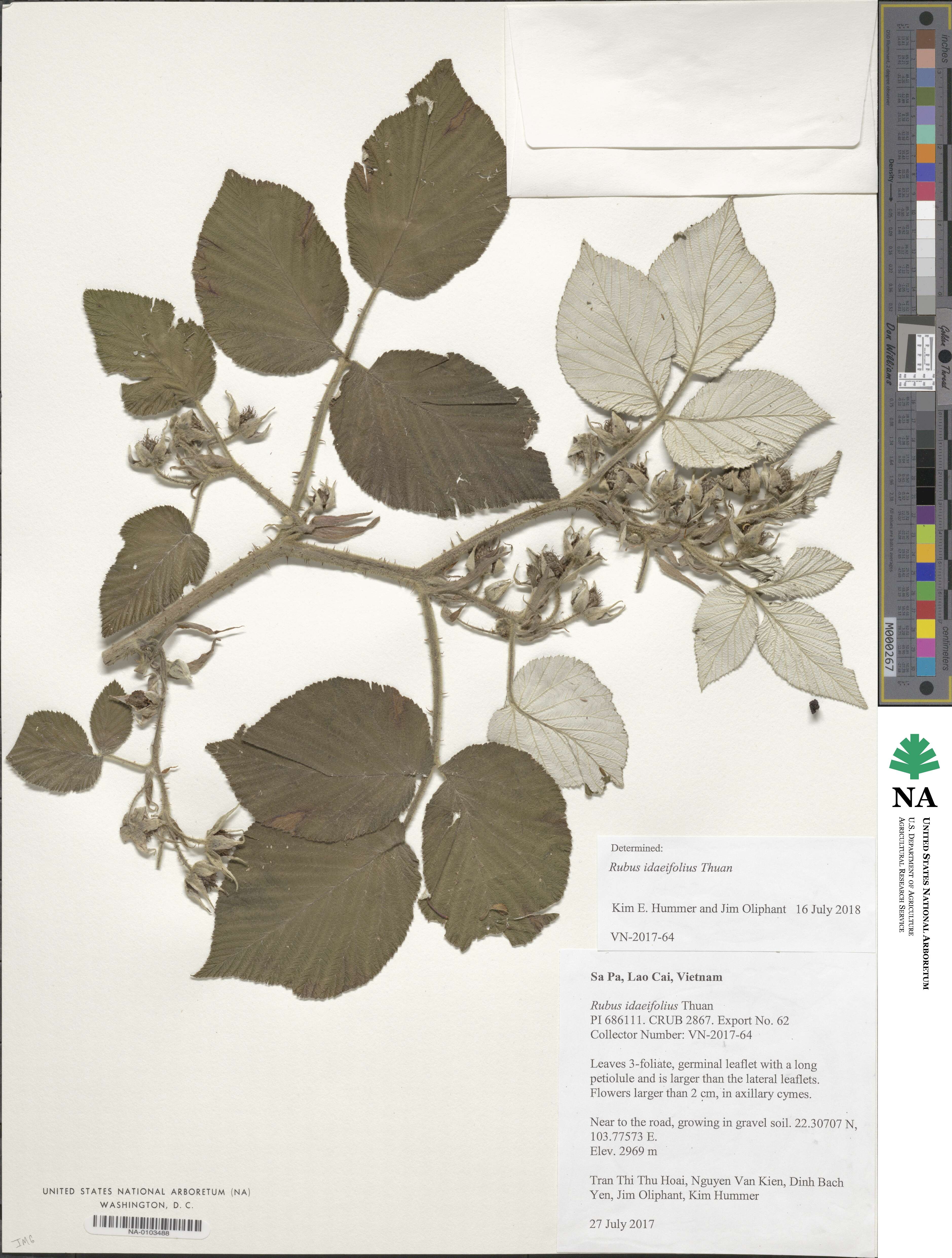 Rubus idaeifolius image