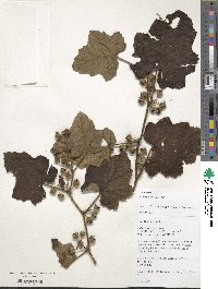 Rubus alceifolius image