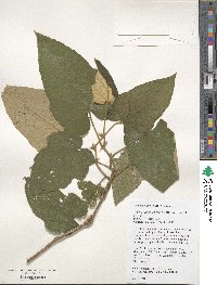 Rubus reflexus image