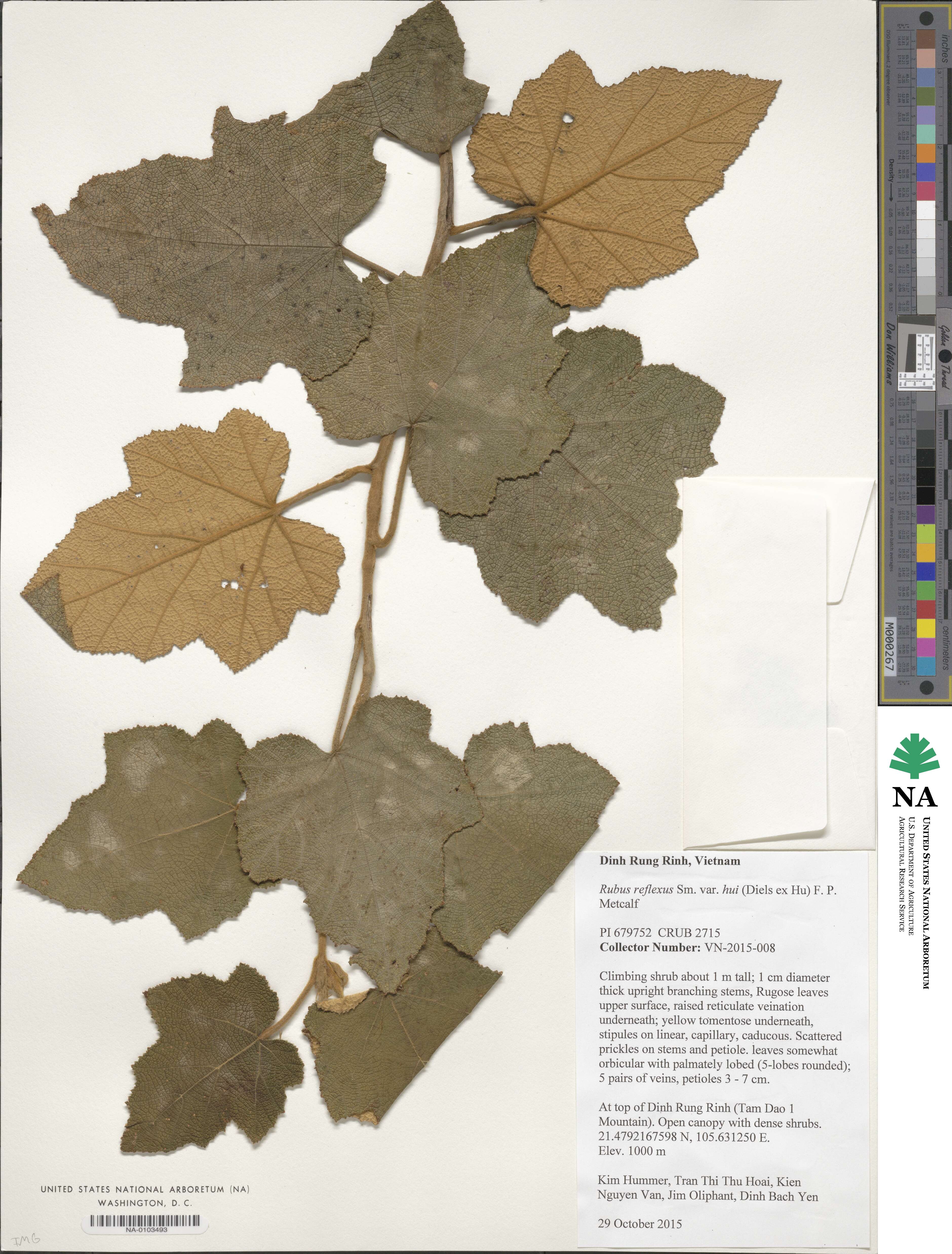 Rubus reflexus var. hui image