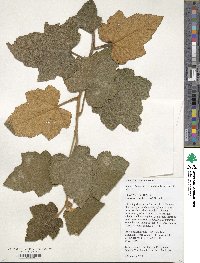 Rubus reflexus image