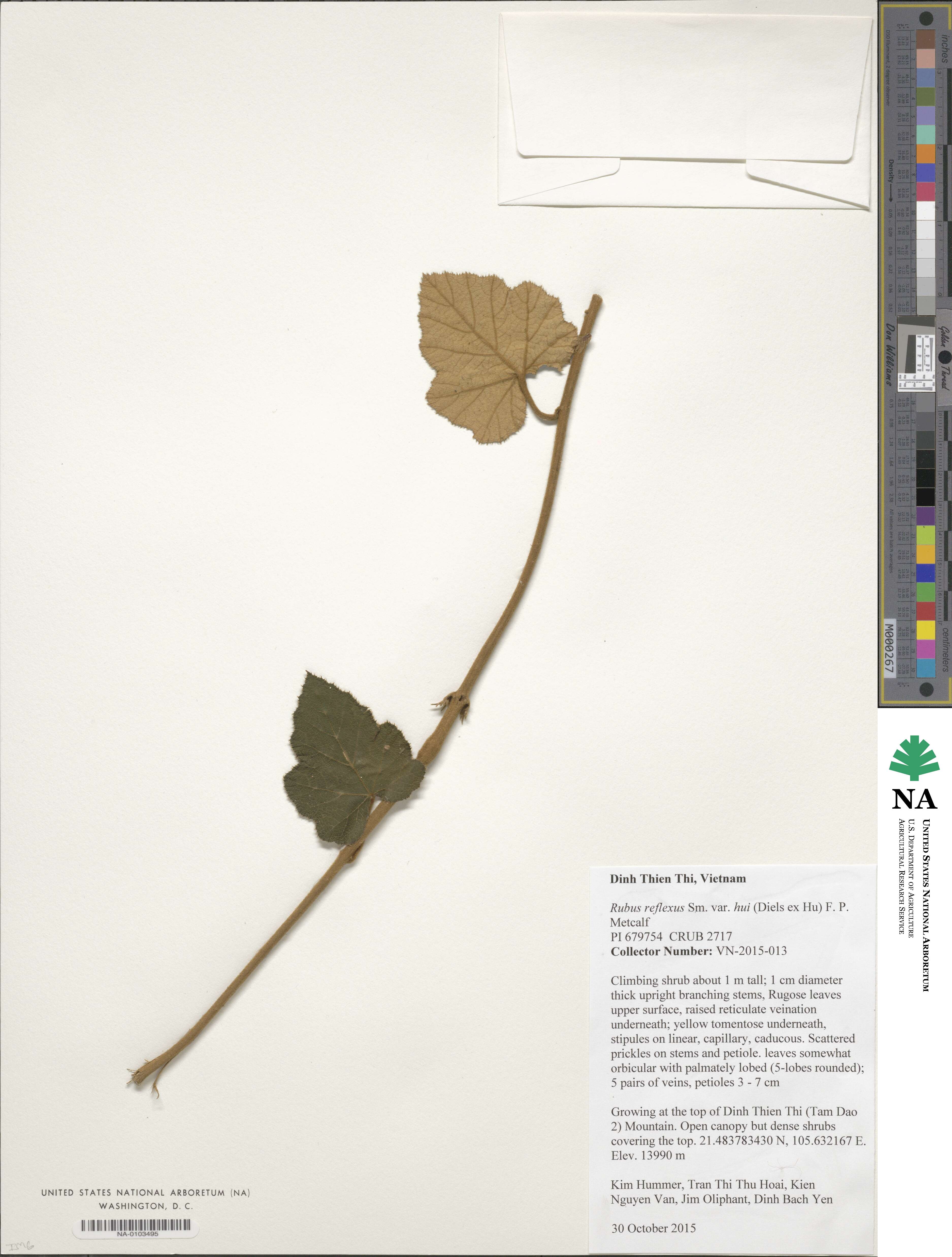 Rubus reflexus var. hui image
