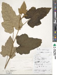 Rubus reflexus image