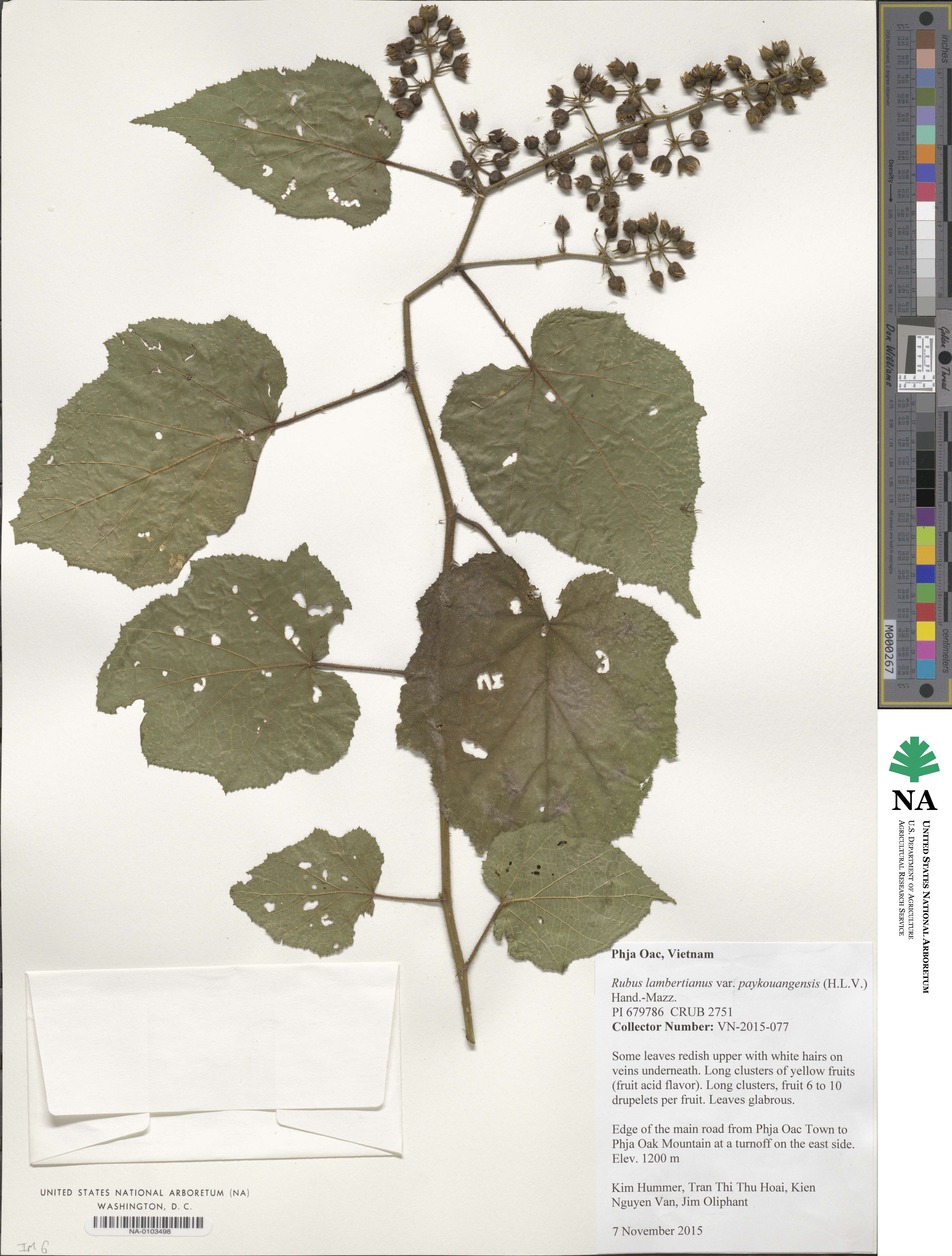 Rubus lambertianus var. paykouangensis image