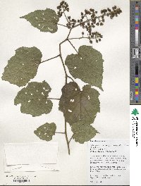 Rubus lambertianus image