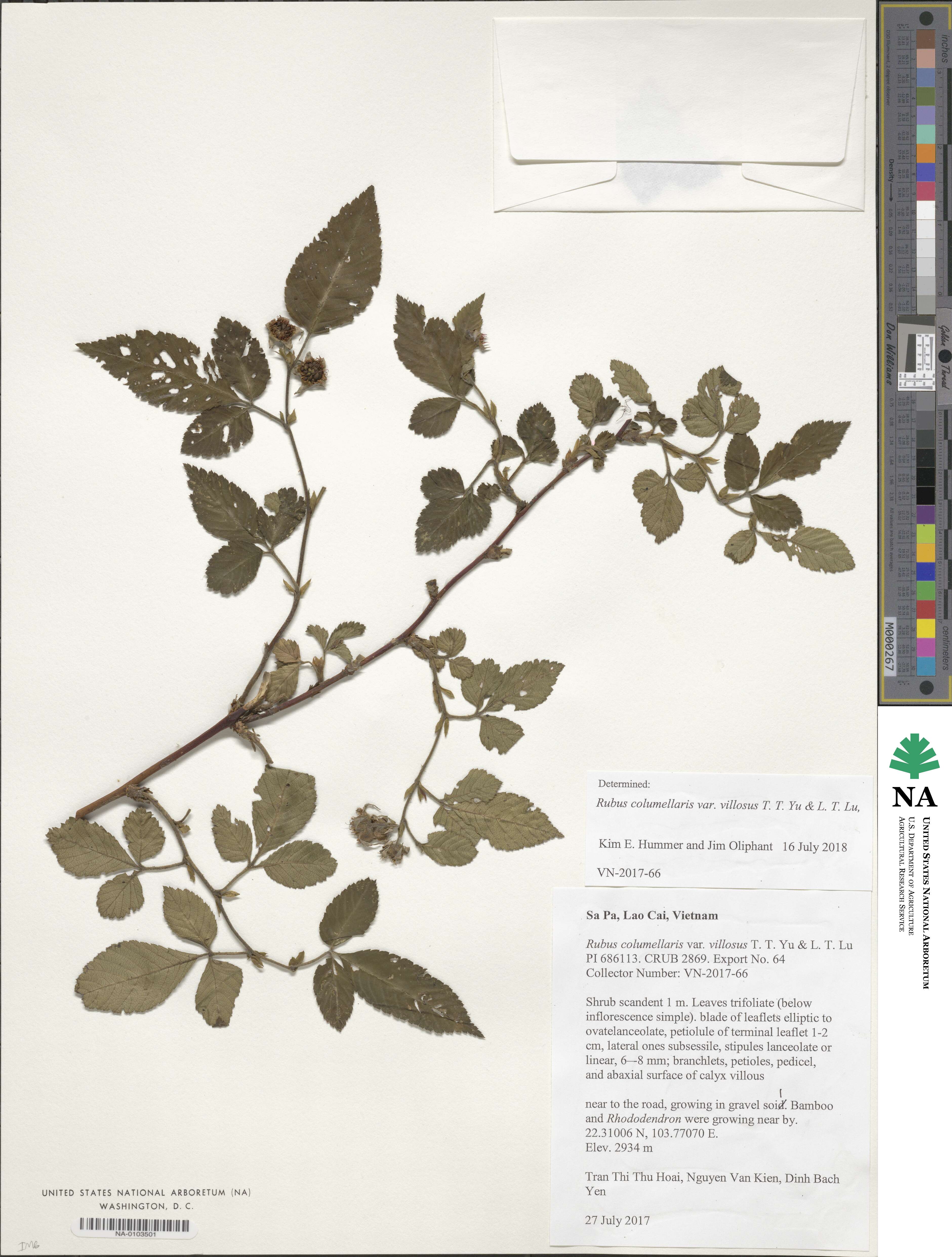 Rubus columellaris var. villosus image