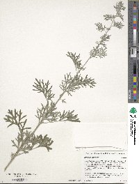 Artemisia absinthium image