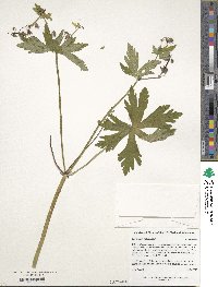 Geranium maculatum image