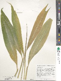 Image of Zingiber officinale