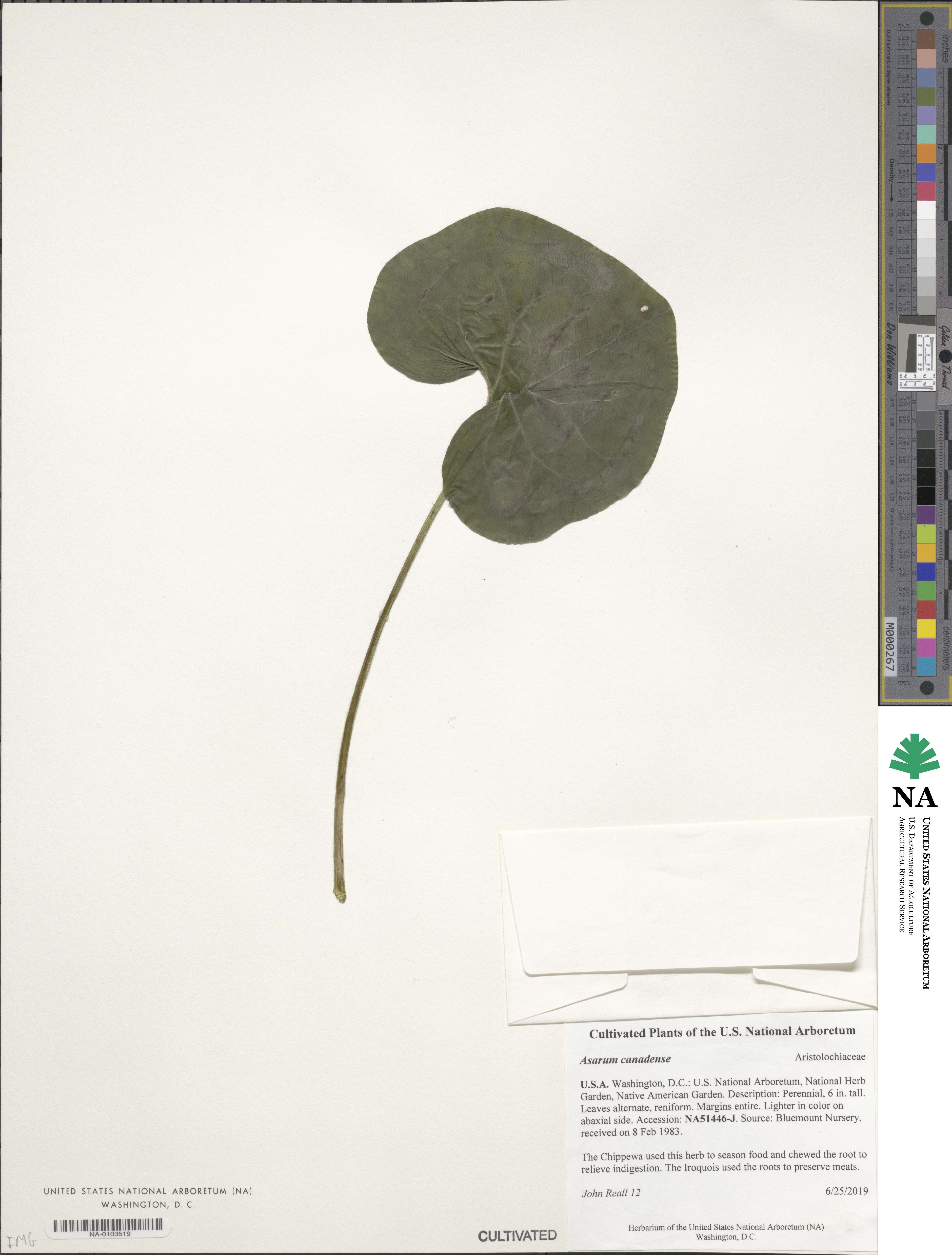 Asarum image