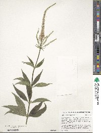 Veronicastrum virginicum image