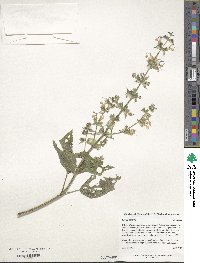 Salvia sclarea image