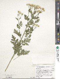 Artemisia annua image