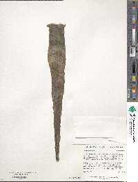 Agave tequilana image