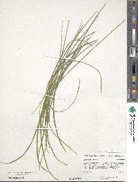 Ophiopogon japonicus image