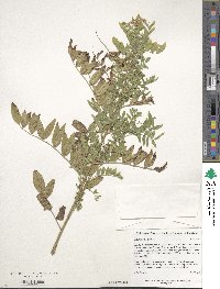 Glycyrrhiza glabra image