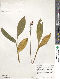 Convallaria majalis image