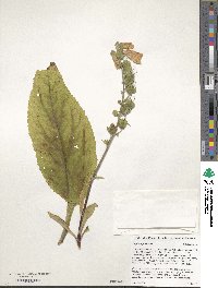 Image of Digitalis purpurea