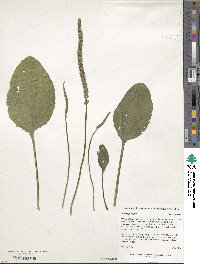 Plantago major image