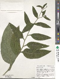 Symphytum officinale image