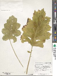 Acanthus mollis image