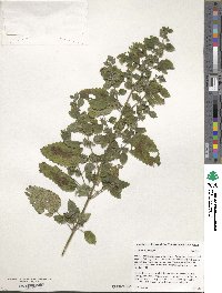 Melissa officinalis image