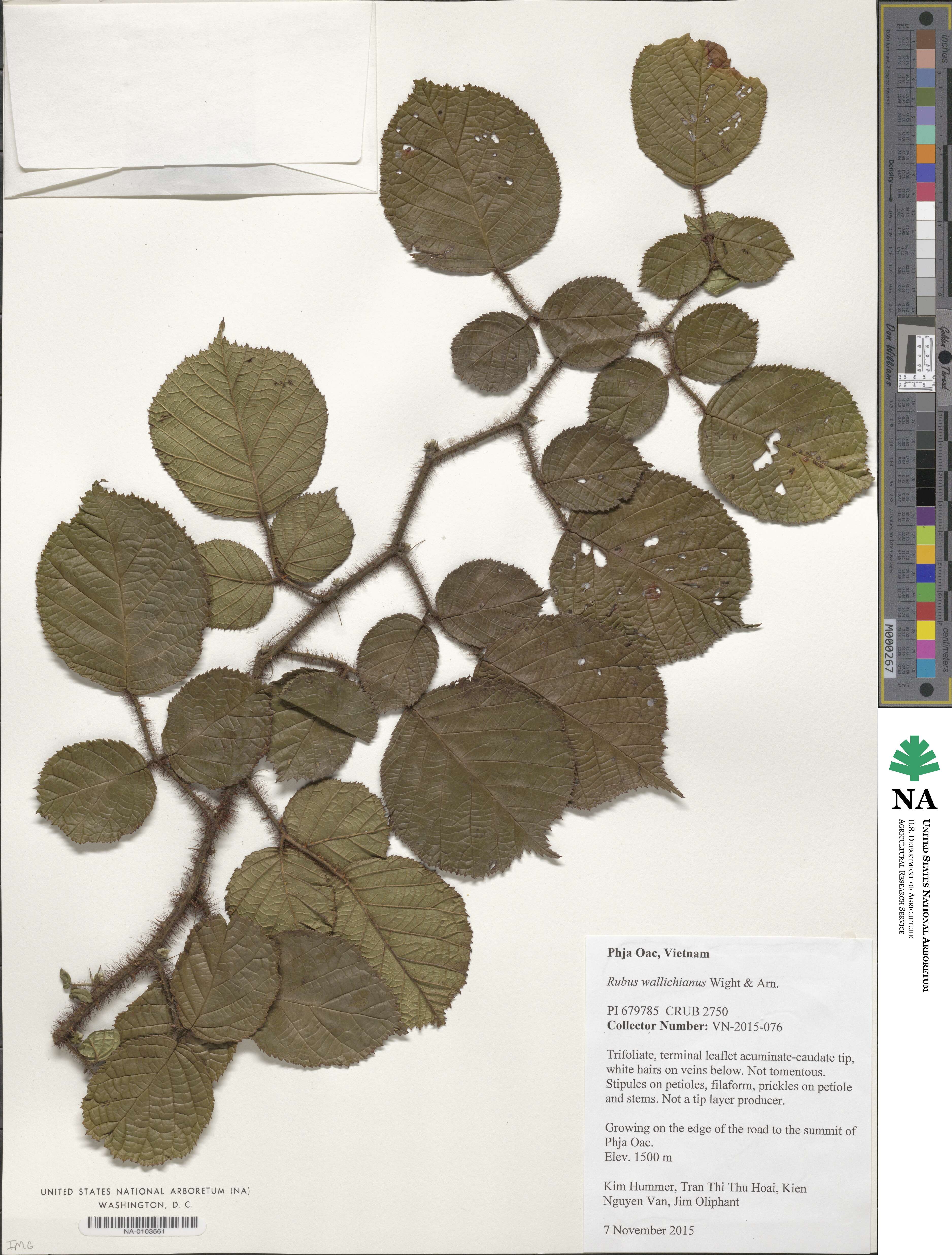 Rubus ellipticus image