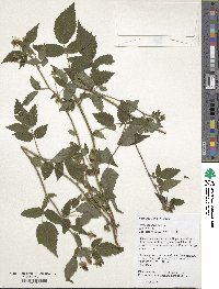 Rubus sumatranus image