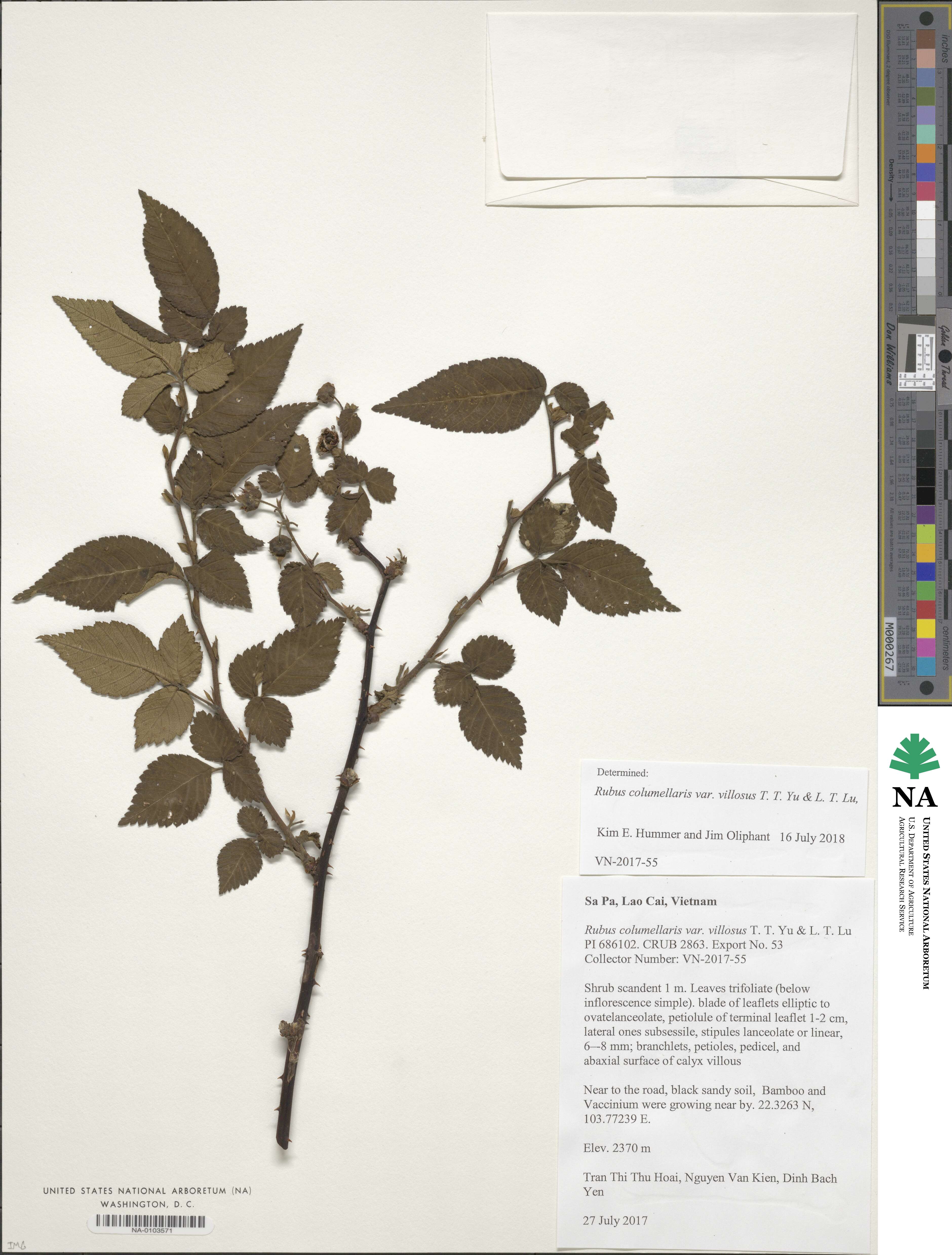 Rubus columellaris var. villosus image