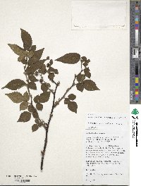 Rubus columellaris var. villosus image