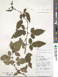 Rubus columellaris var. villosus image