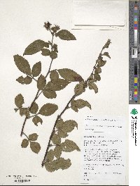 Rubus columellaris var. villosus image