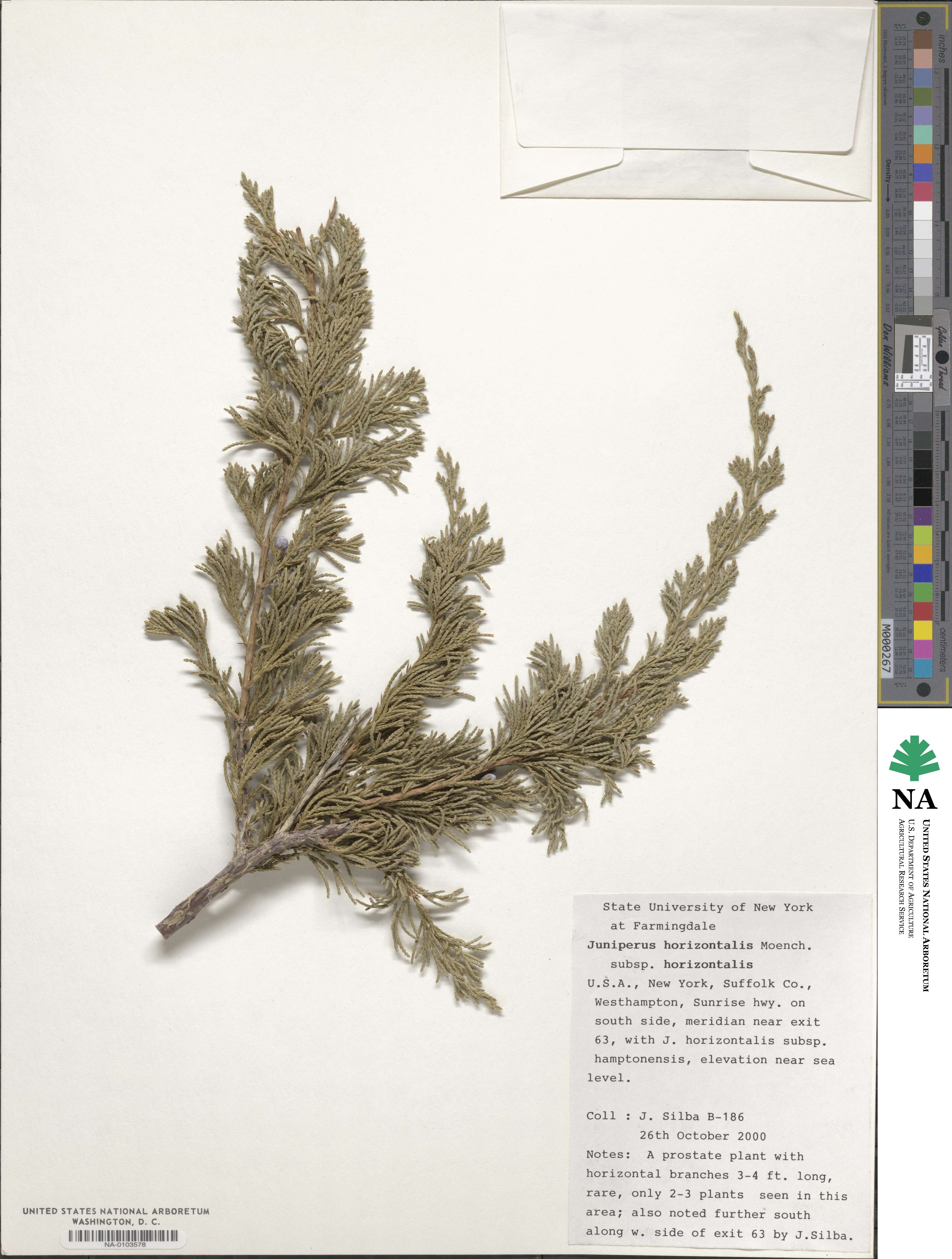 Juniperus horizontalis image